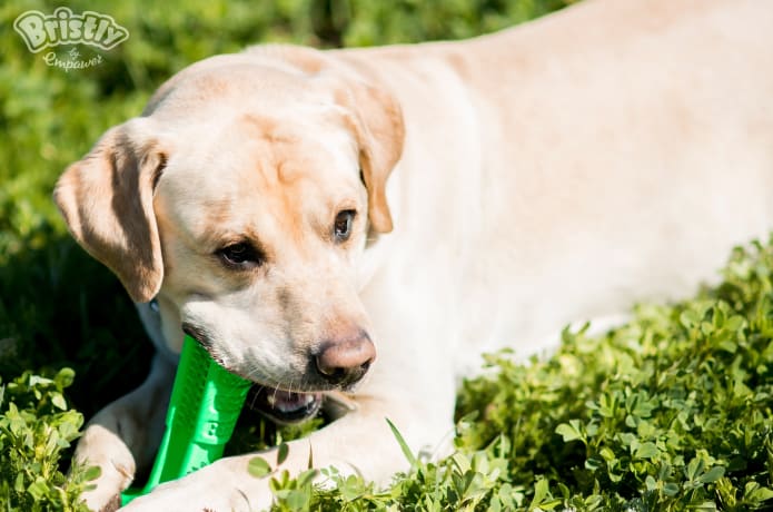 Bristly World s Most Effective Dog Toothbrush Indiegogo