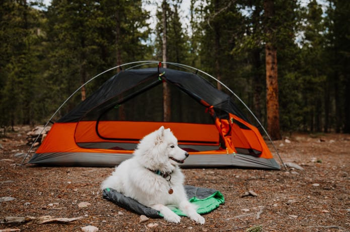 Backpacking dog tent deals