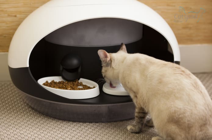 Catspad Smart Food Water Dispenser for Cats Indiegogo