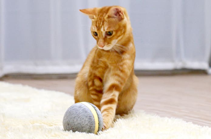 Cat wicked ball discount