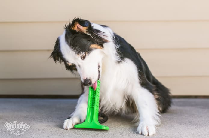 Bristly World s Most Effective Dog Toothbrush Indiegogo