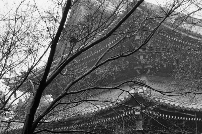 Kyoto: The Forest Within the Gate | Indiegogo