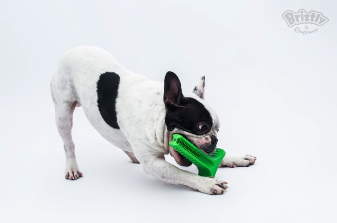 Indiegogo dog toothbrush deals