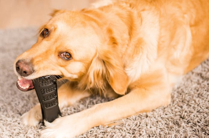 Bristly World s Most Effective Dog Toothbrush Indiegogo