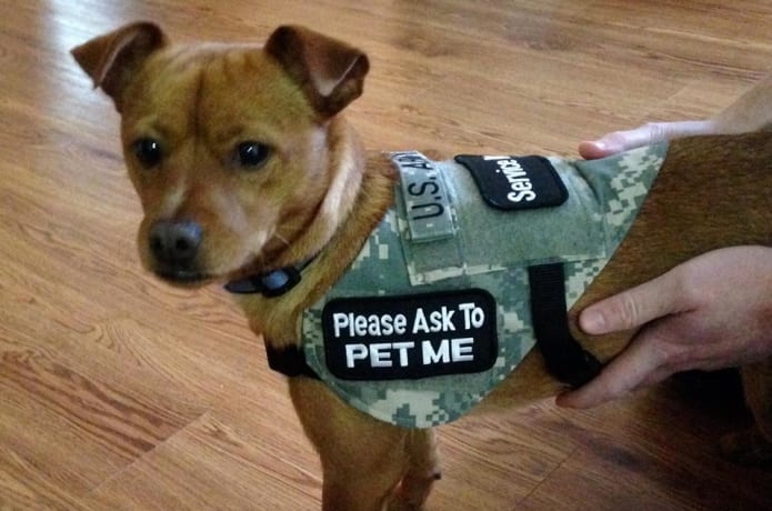 Dog vests for vets shop