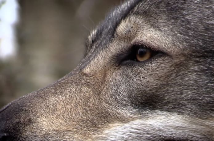 Project Wolf Indiegogo