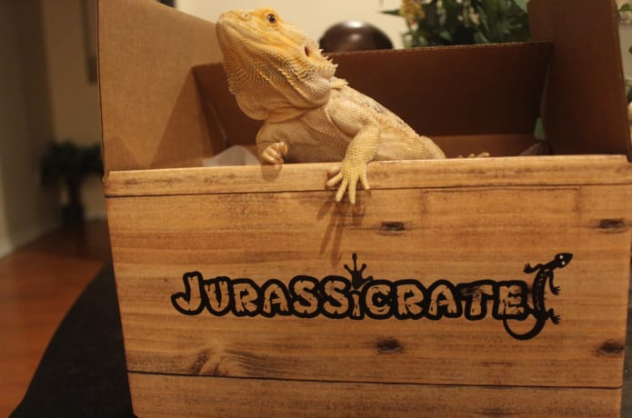 Image result for jurassicrate best pet subscription box