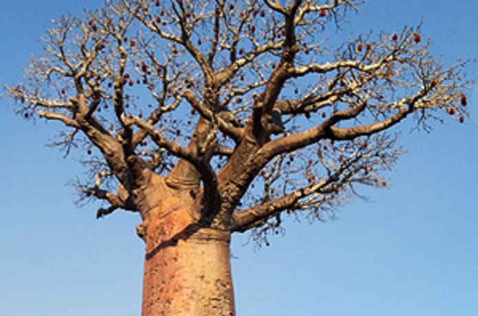 punjabi suit back design