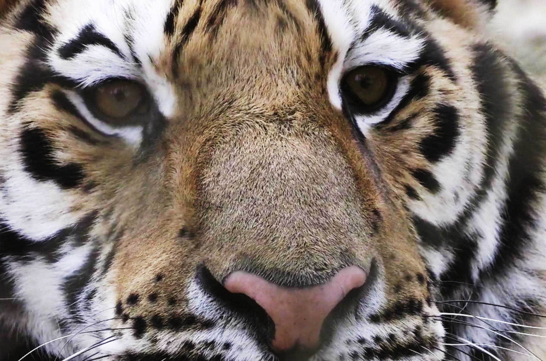 DWARF II Smart Telescope, AstroandNature picture