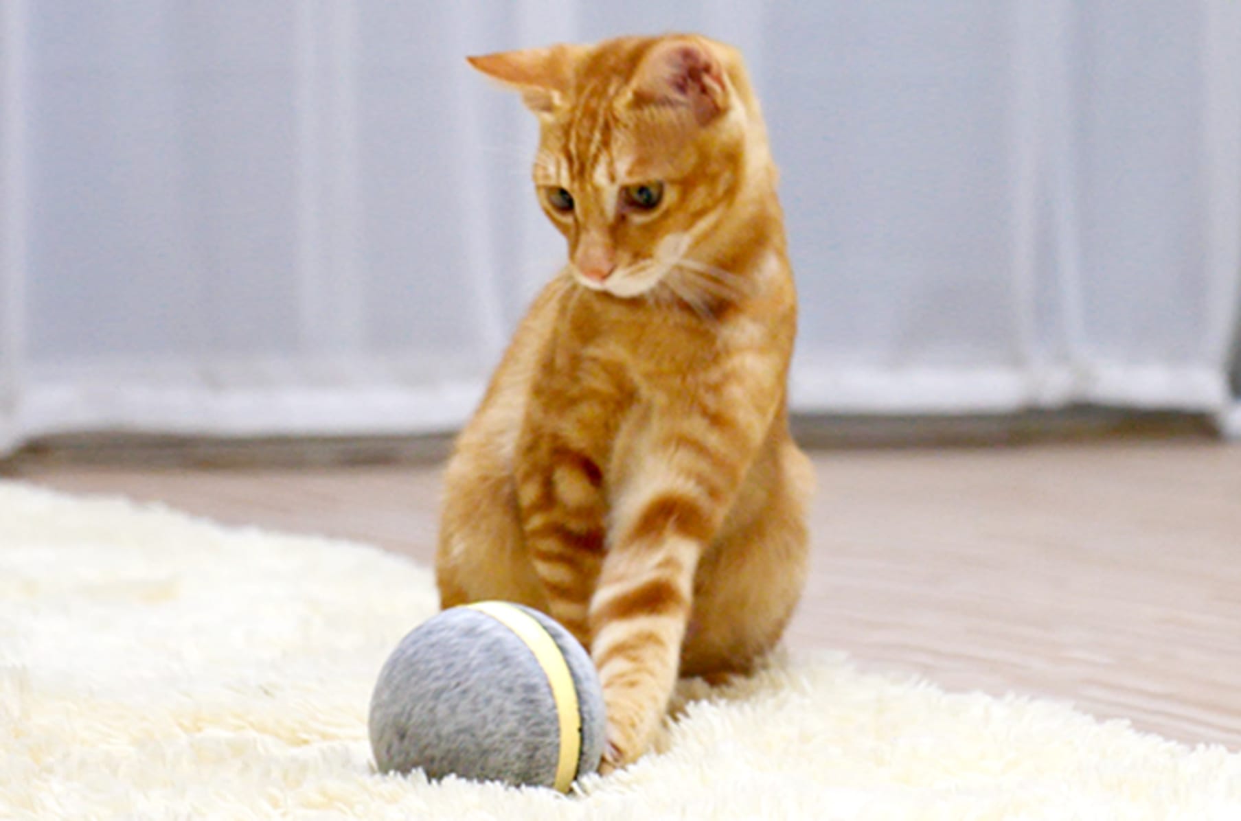 Wicked Ball Your Pet s Joy when Home Alone Indiegogo