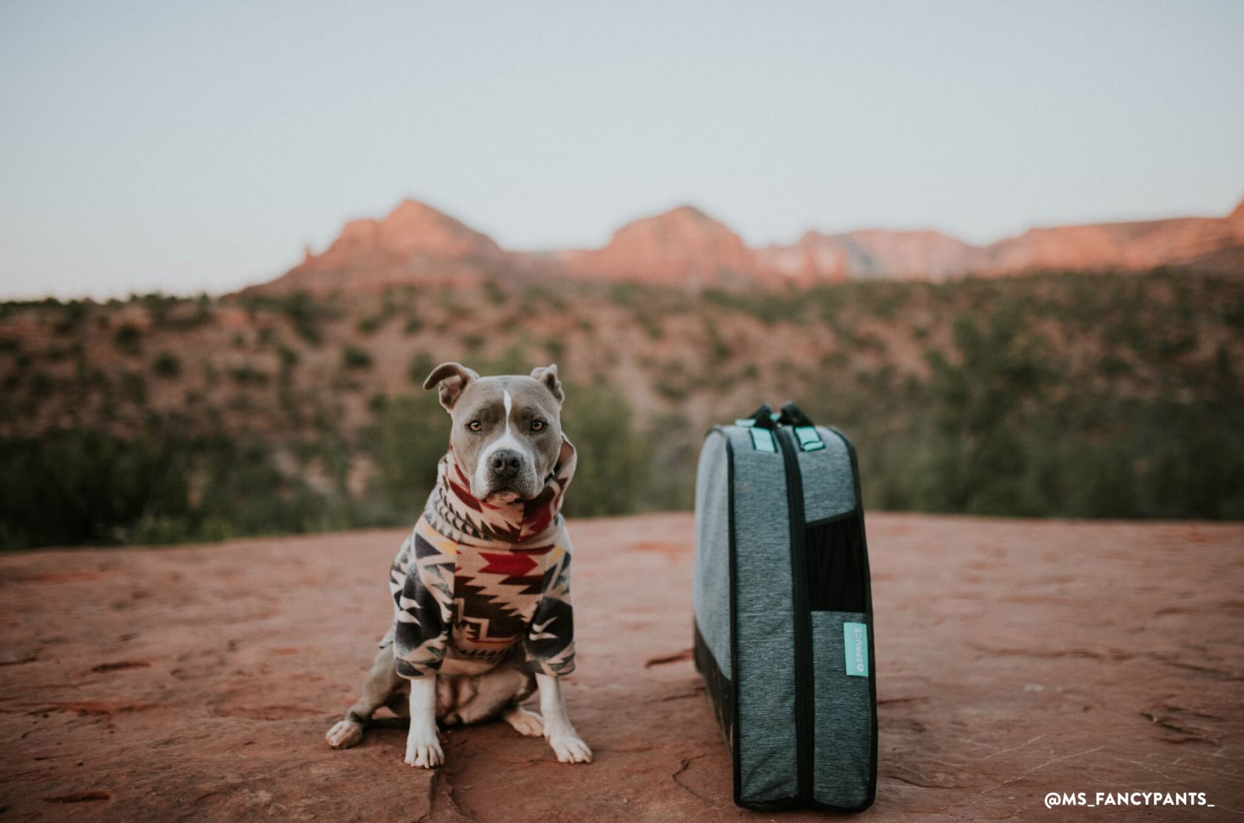 Spruce dog bed hotsell
