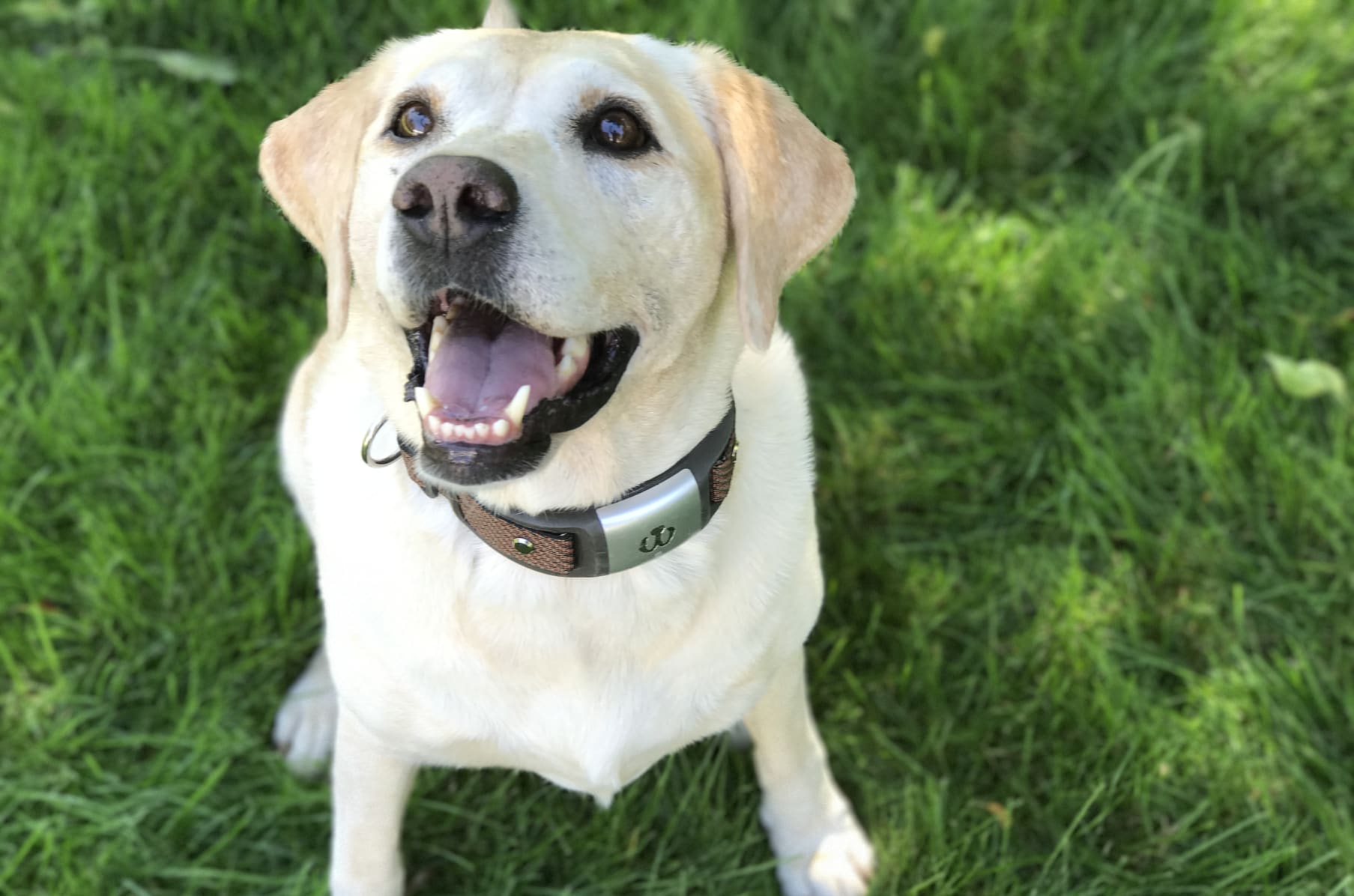 Waggit sells first 1,000 digital wearables for pets – BizWest