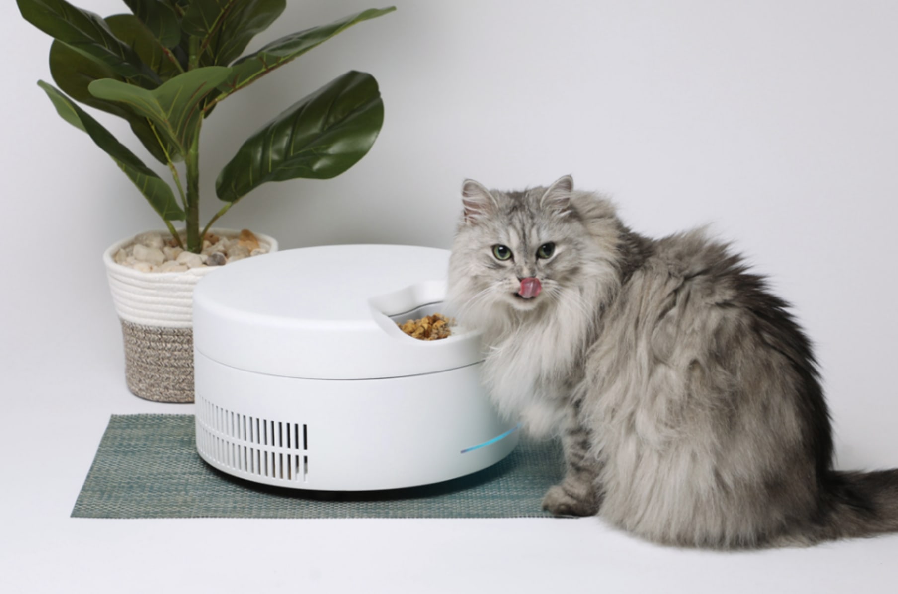 DIY Automatic Pet Feeder Made From Water Pipe 