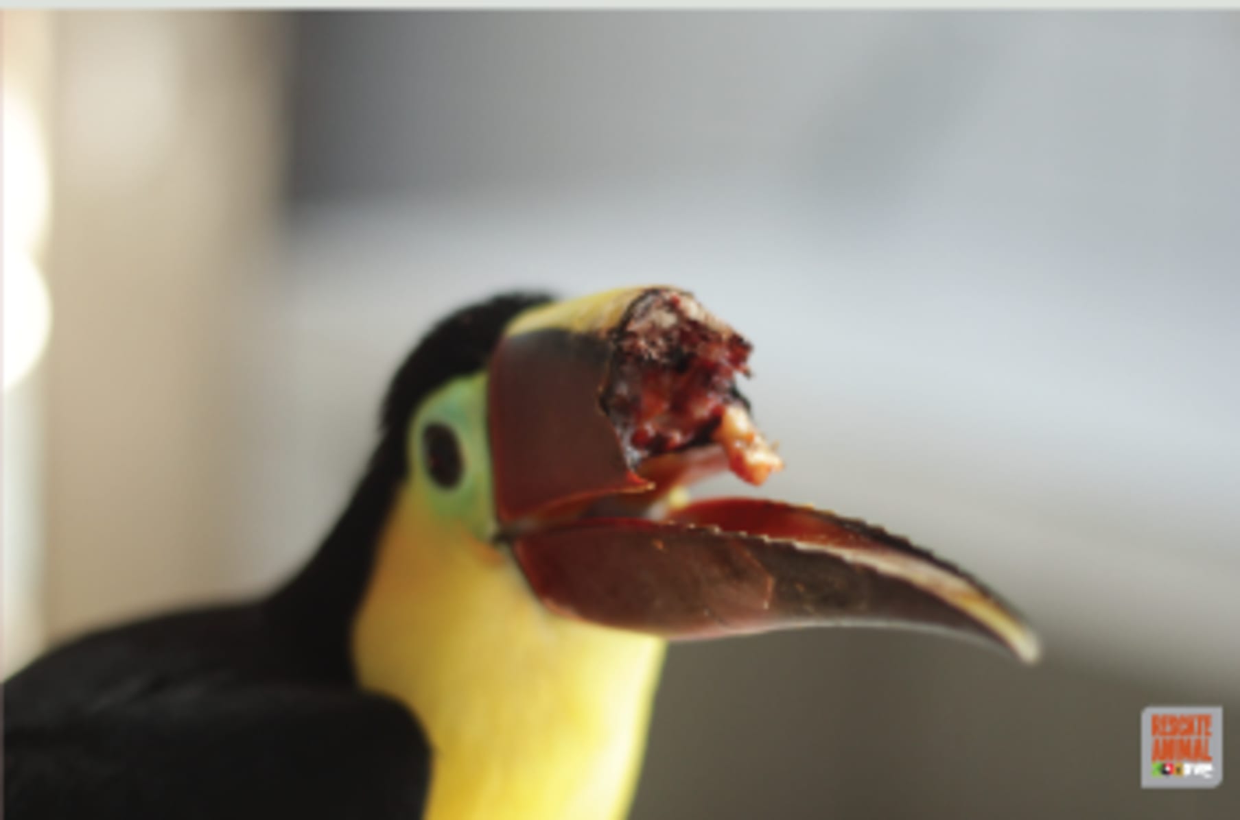 Drip Coffee Maker with a Toucan from Costa Rica, 'Toucan Make Coffee