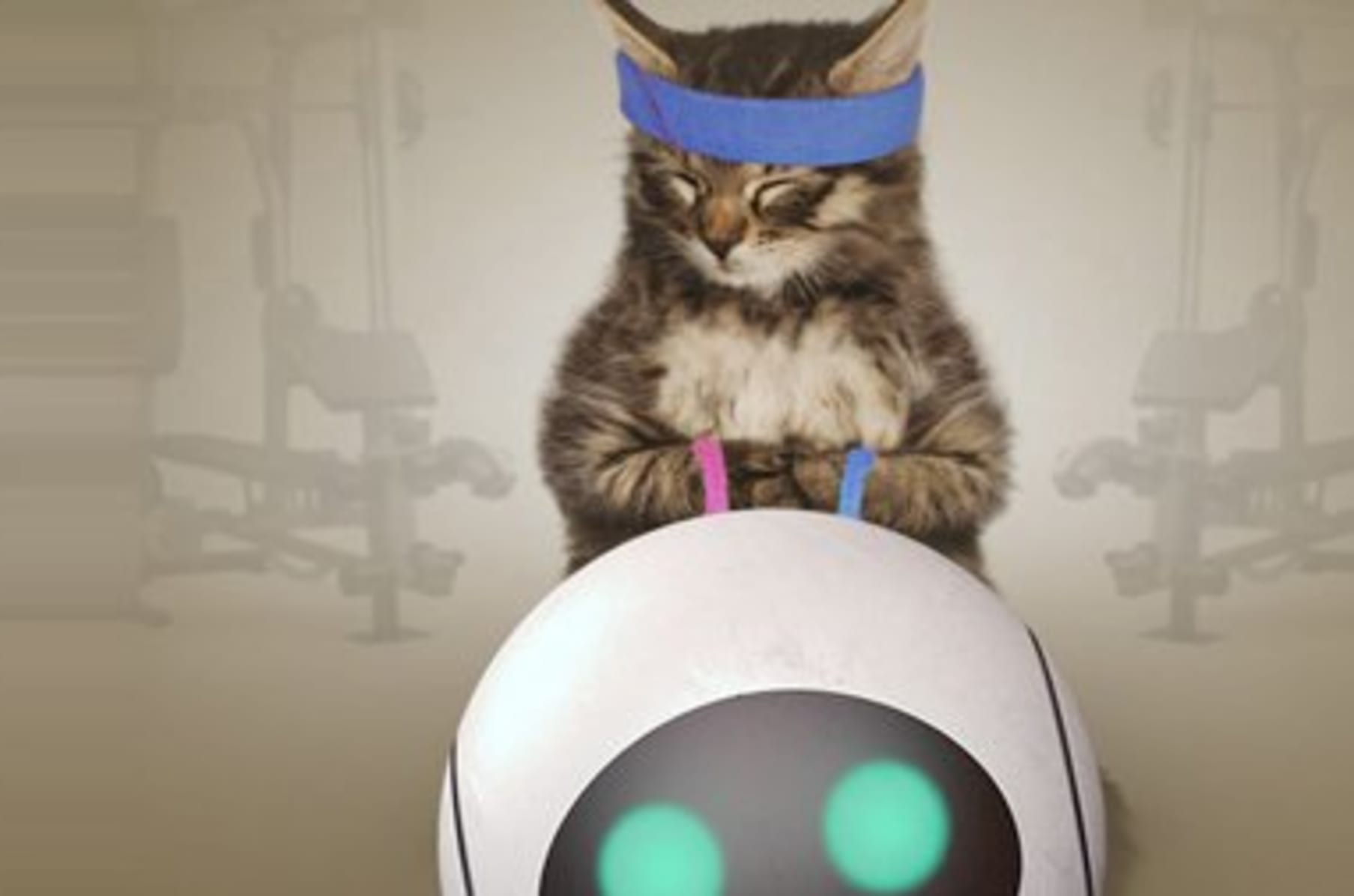 Rollycat sale