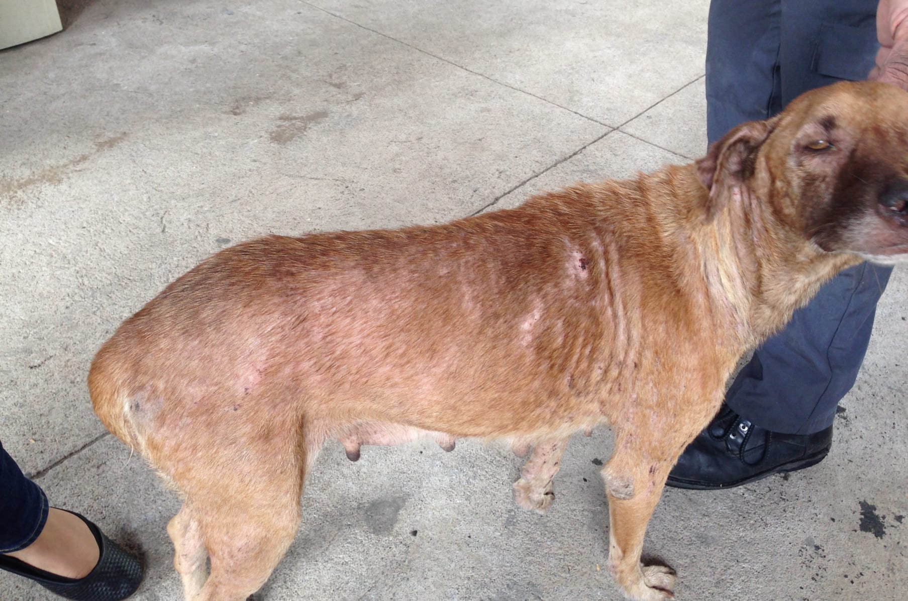 Help Duchess A Homeless Dog Recover From Scabies Indiegogo