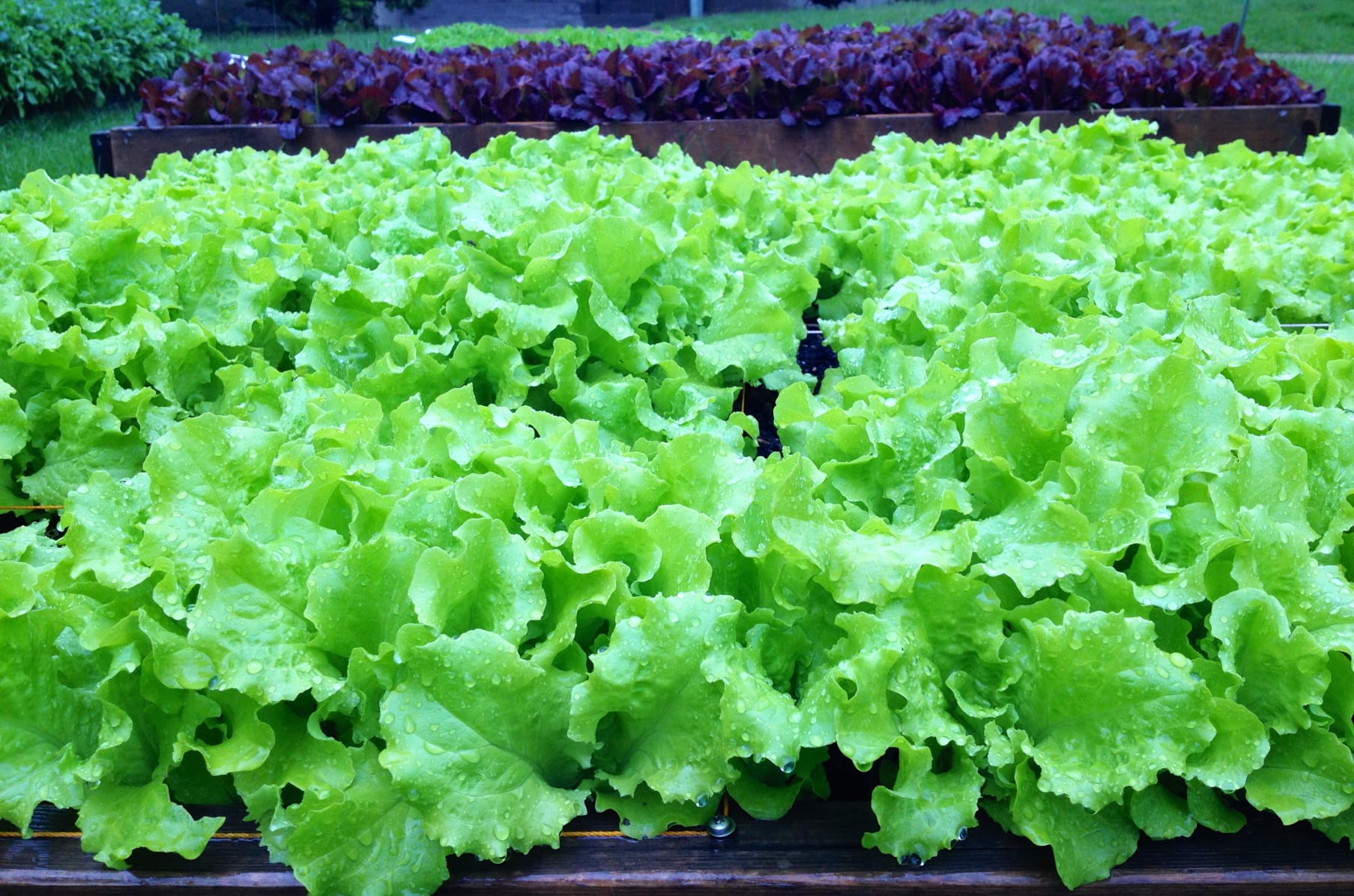 We Need A Backyard Growers Headquarters Indiegogo