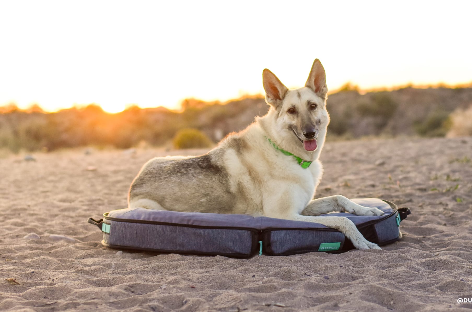 Spruce travel deals dog bed