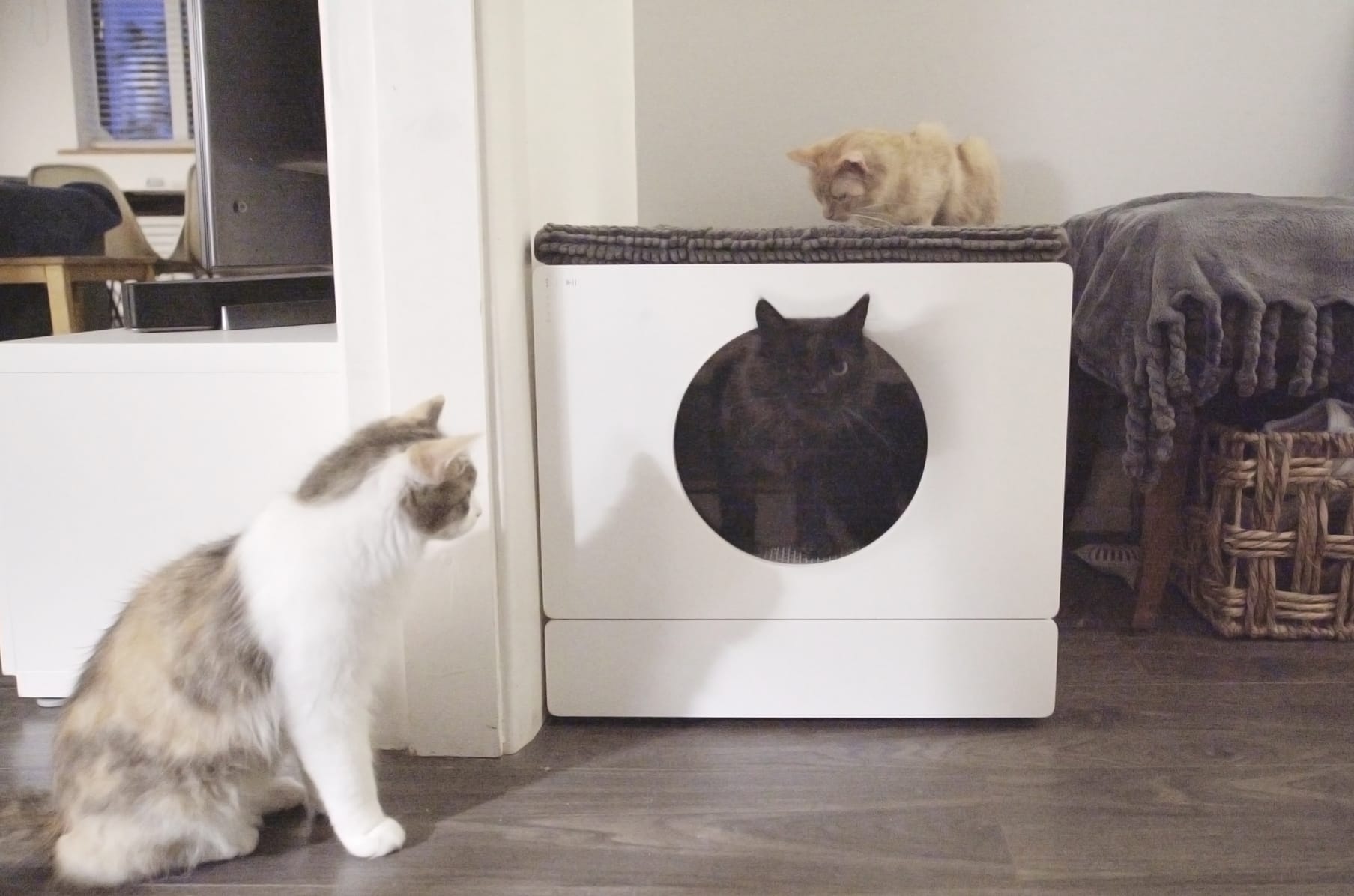 Kickstarter cat clearance litter box