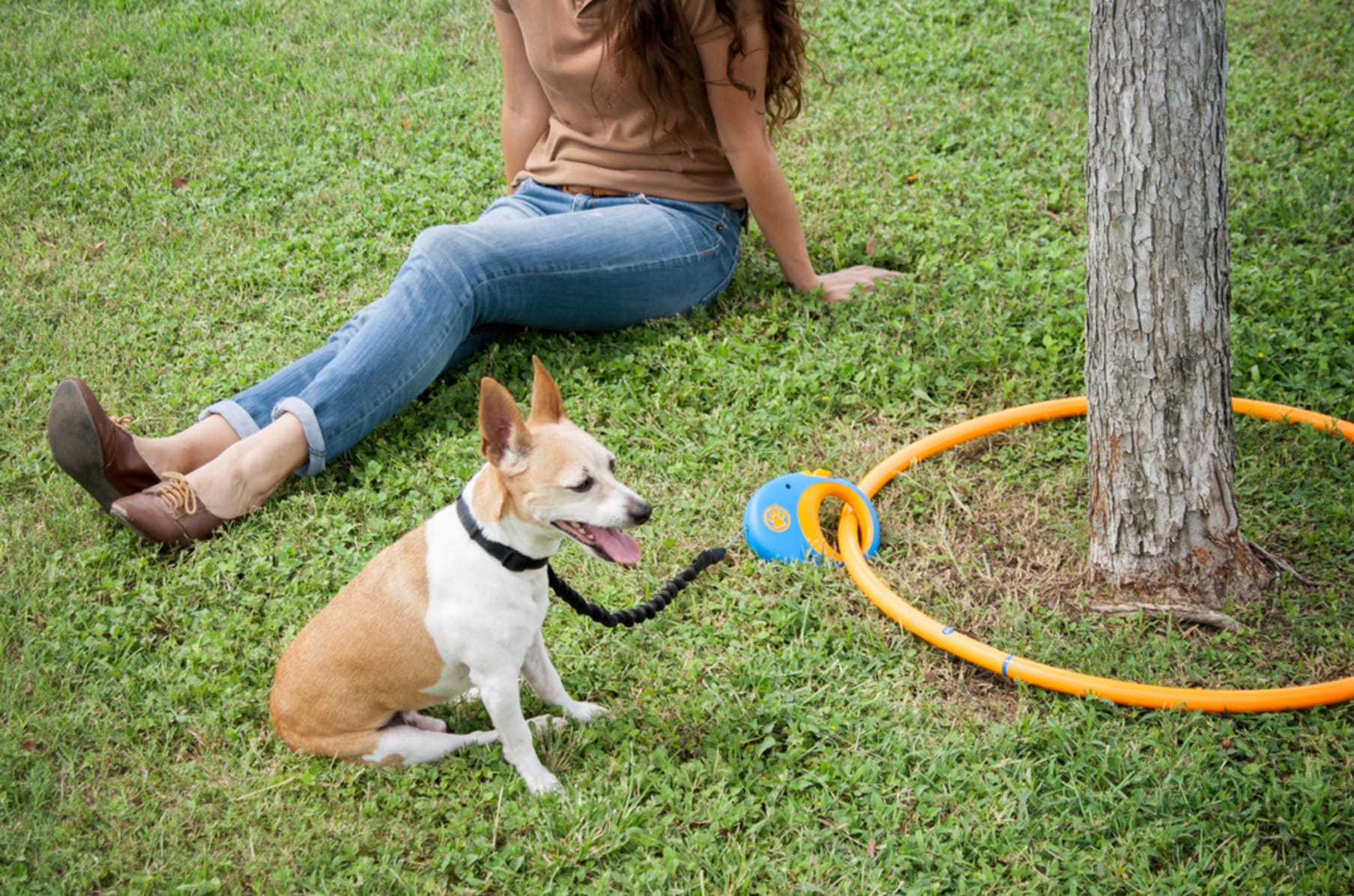 Indiegogo dog ramp discount
