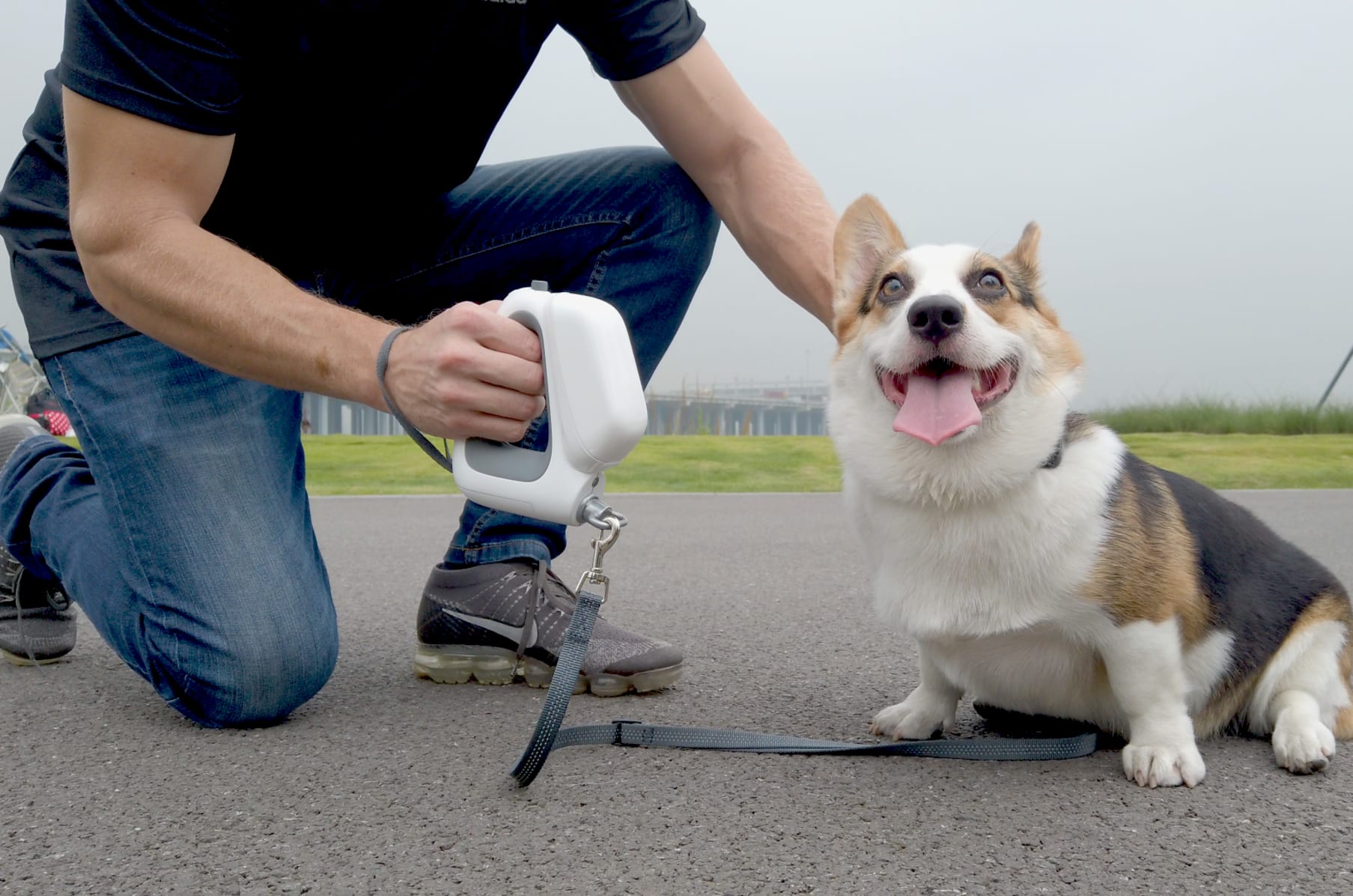 All in online one dog leash