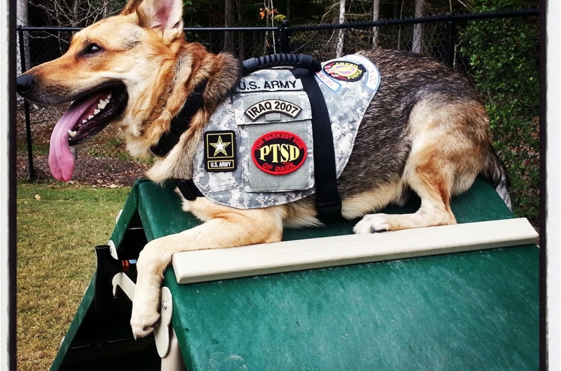 custom made veteran service dog vests