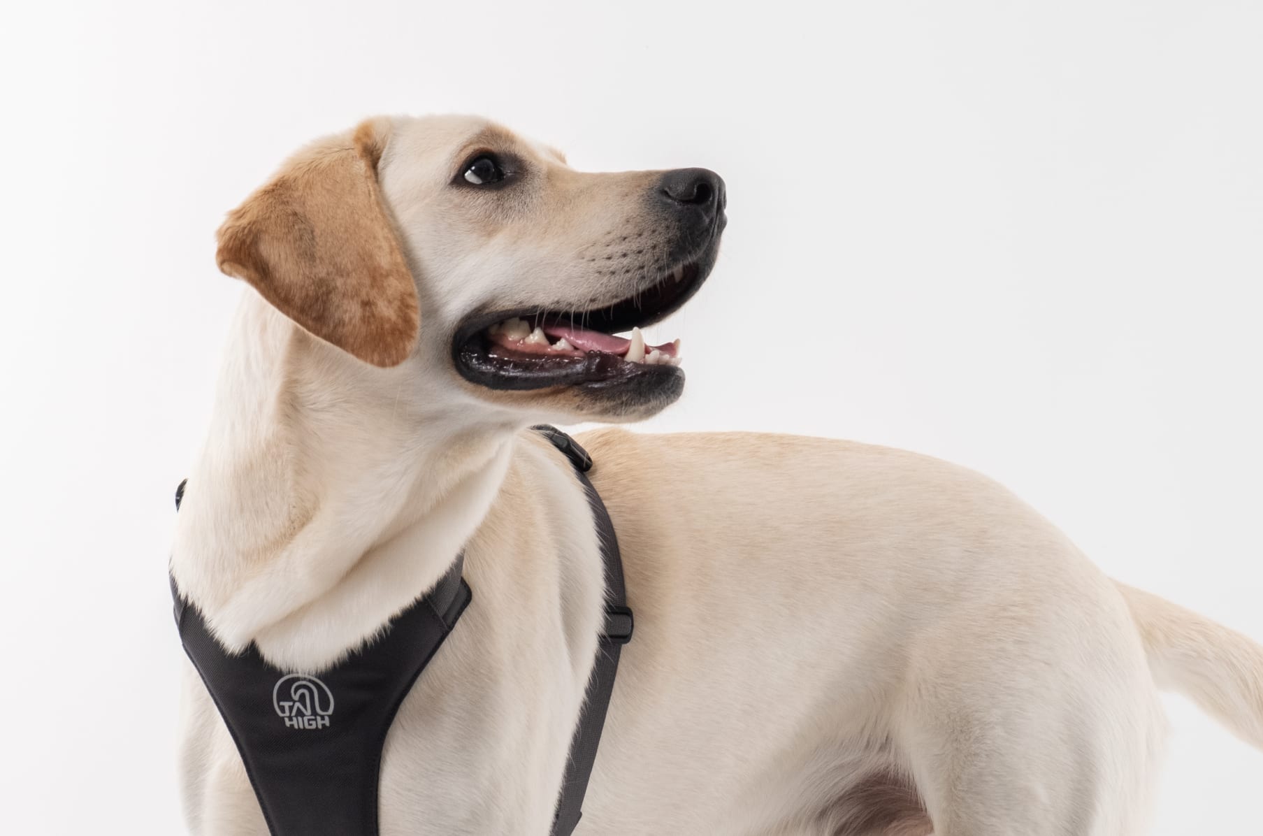 Good2go retractable new arrivals leash