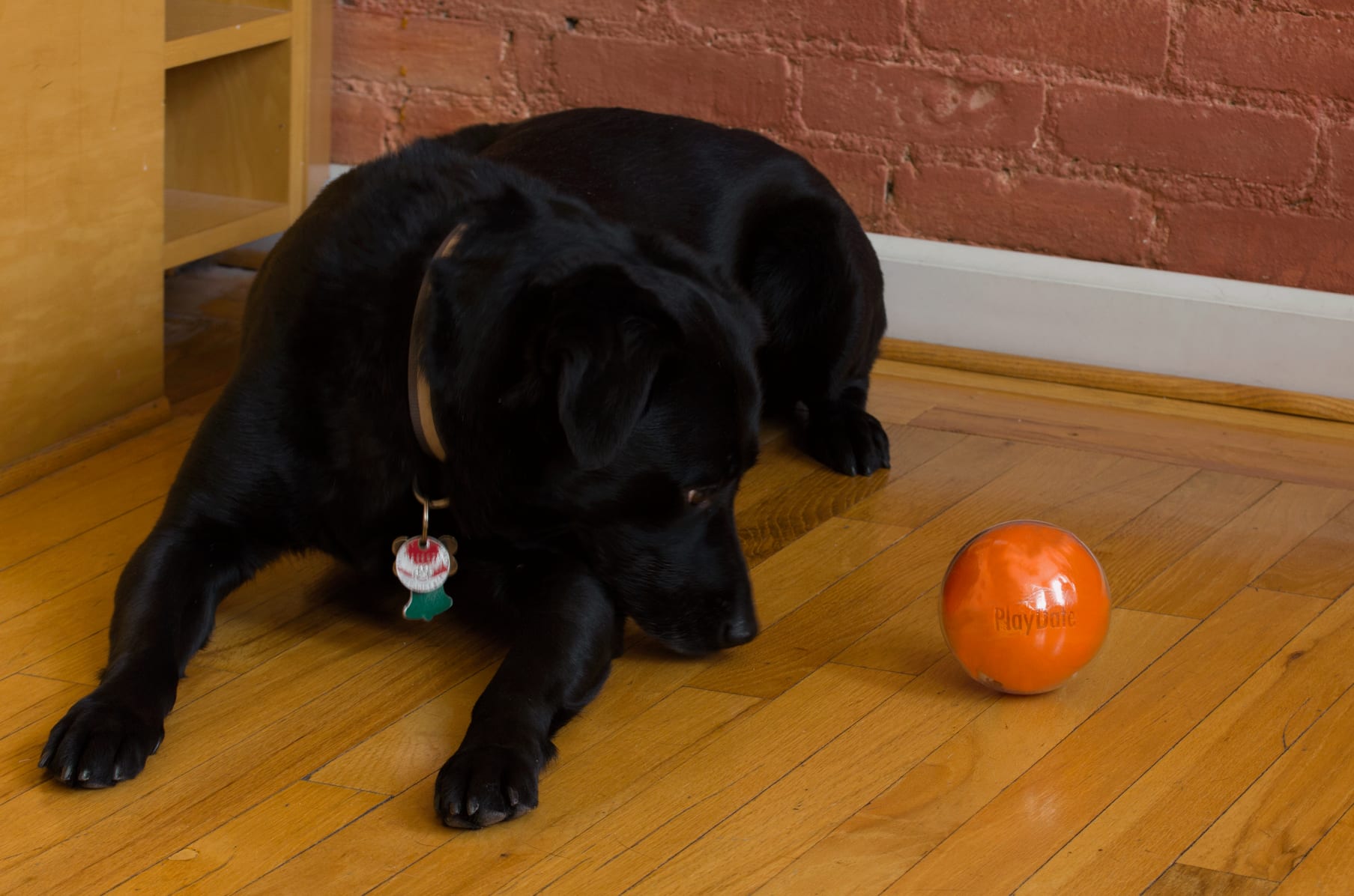 Playdate dog toy online