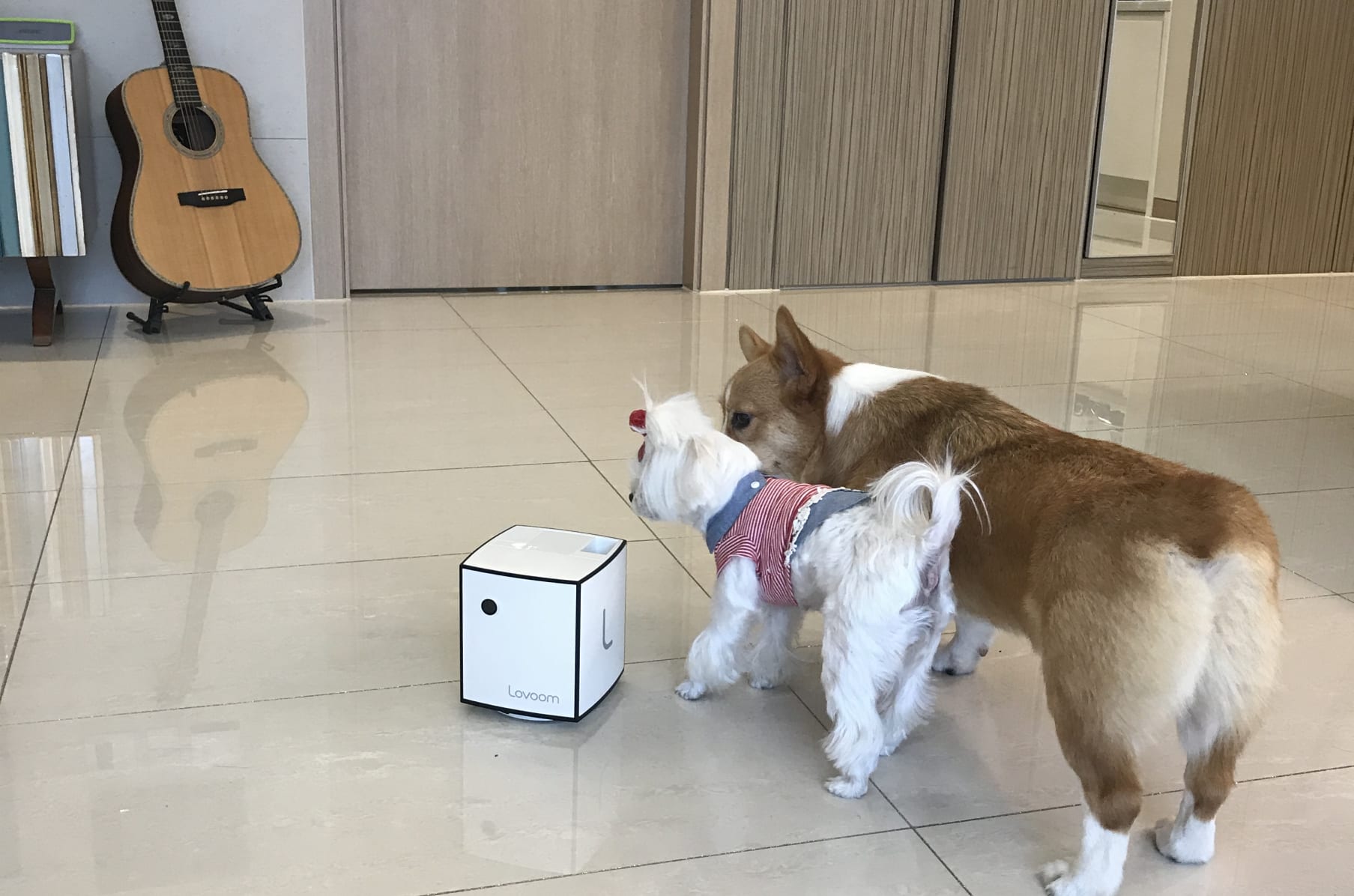 lovoom dog camera