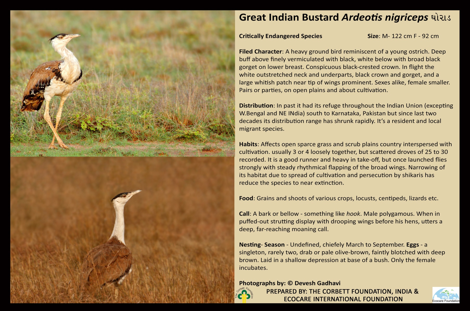 Great Indian Bustard Bird Conservation Indiegogo Anda bhurji is a scrambled eggs done indian style. great indian bustard bird conservation