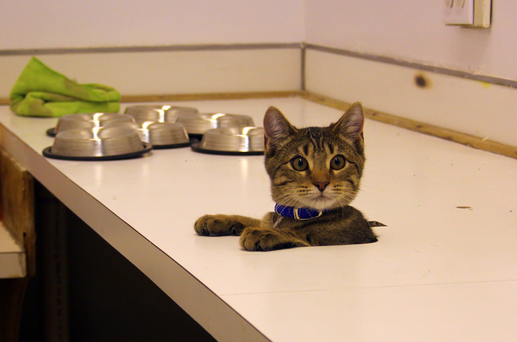 Mew Haven Cat Cafe Connecticut S First Cat Cafe Indiegogo