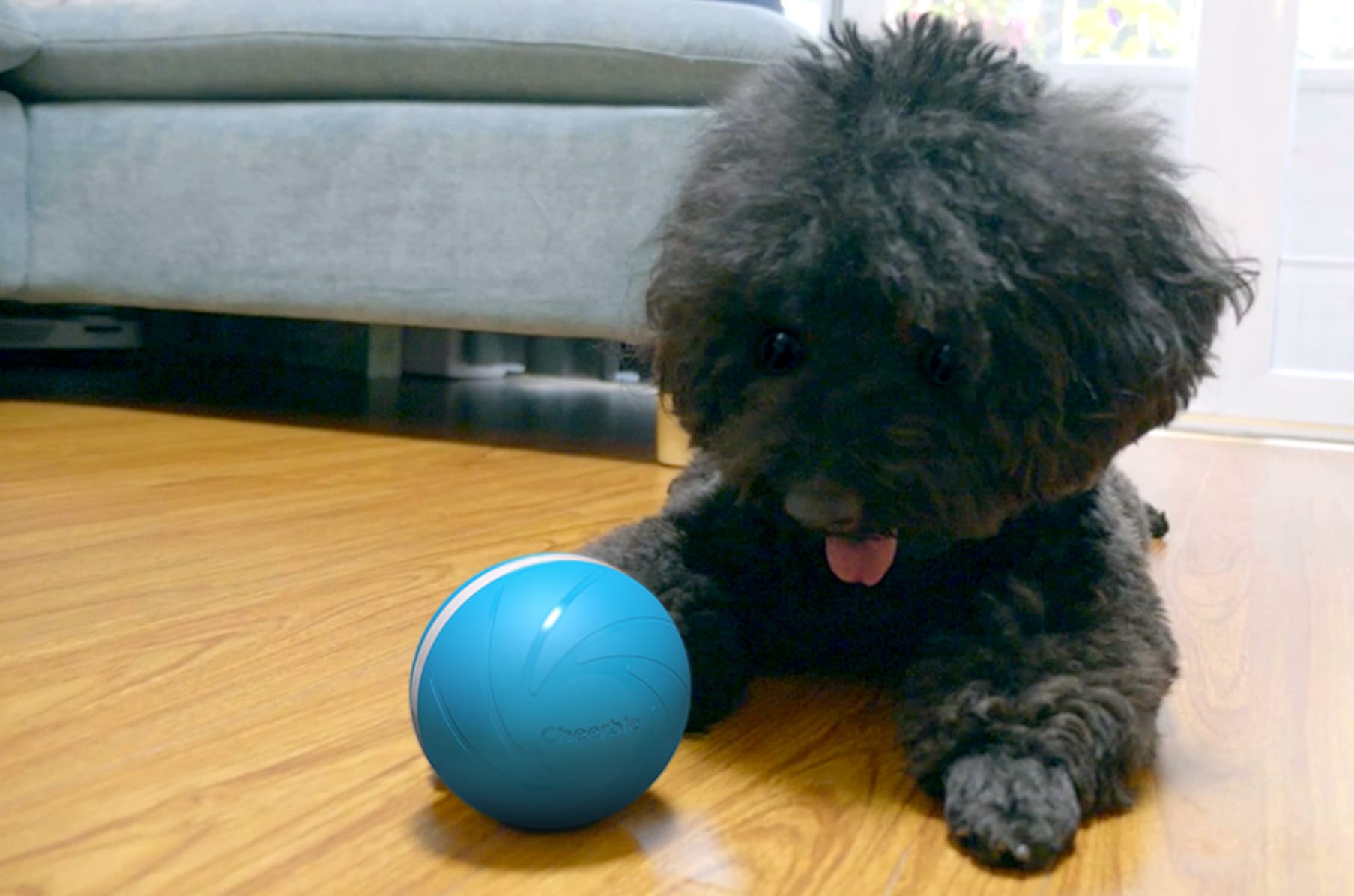 Wicked ball pets sales