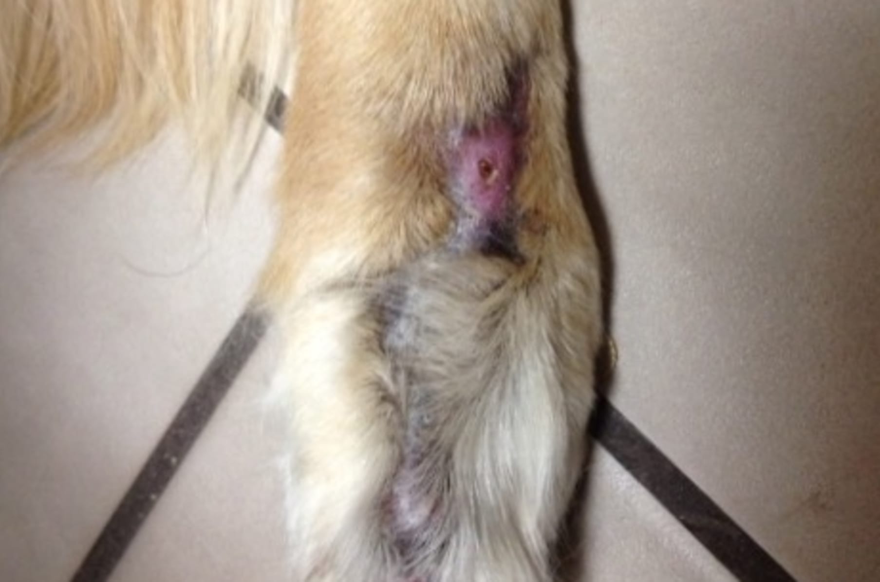 Abused Animal Wound Care And Humans Too Indiegogo