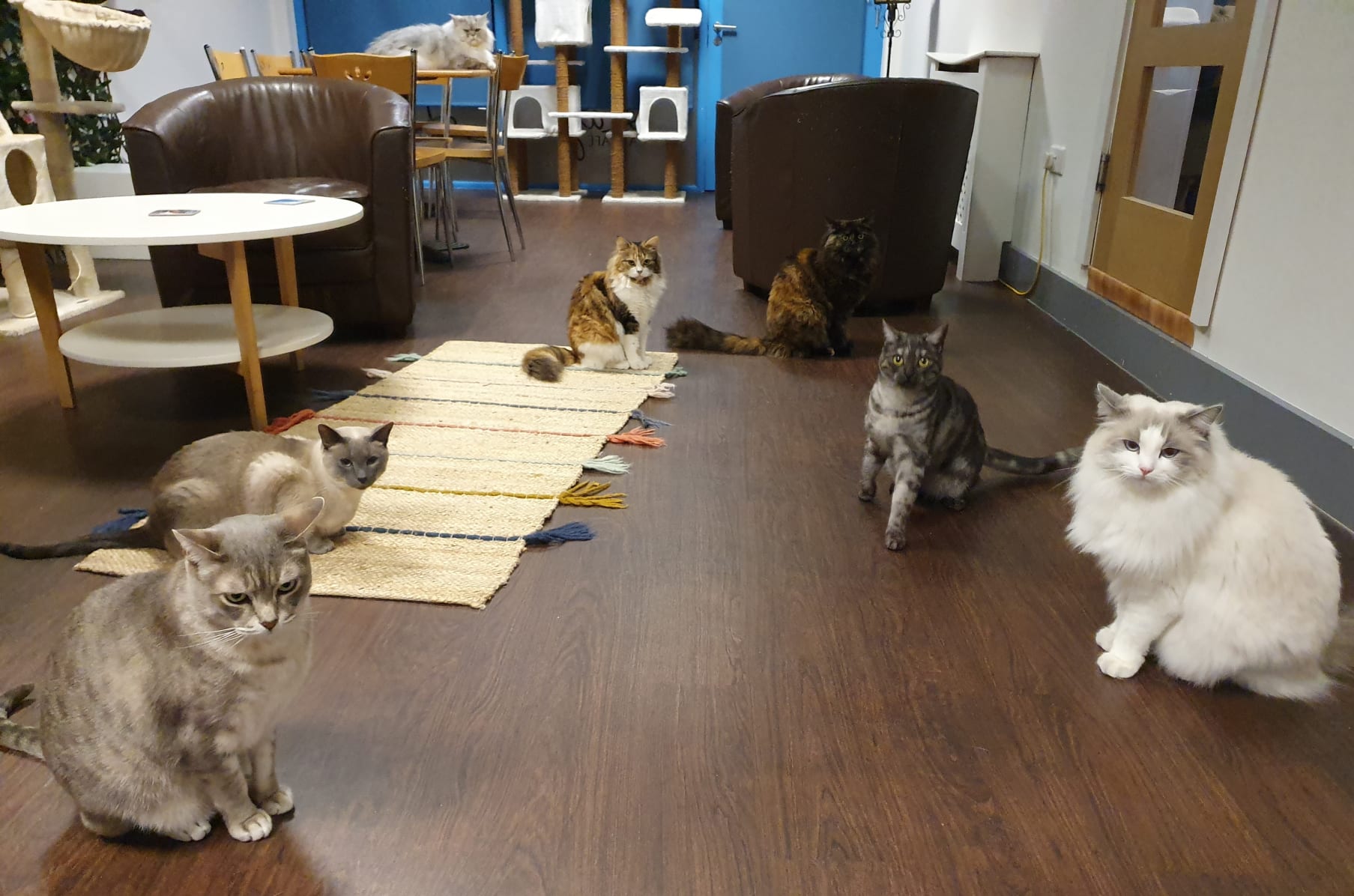 Lazy Cat Cafe The Big Move Indiegogo