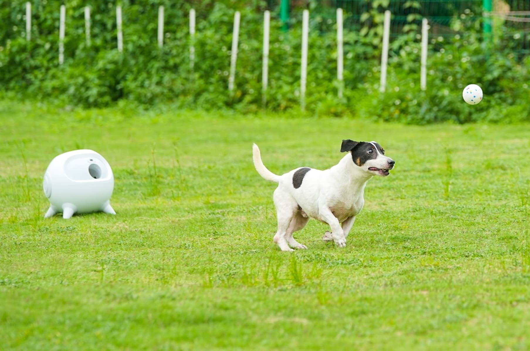 Uahpet iRetriever World s Safest Dog Ball Launcher Indiegogo