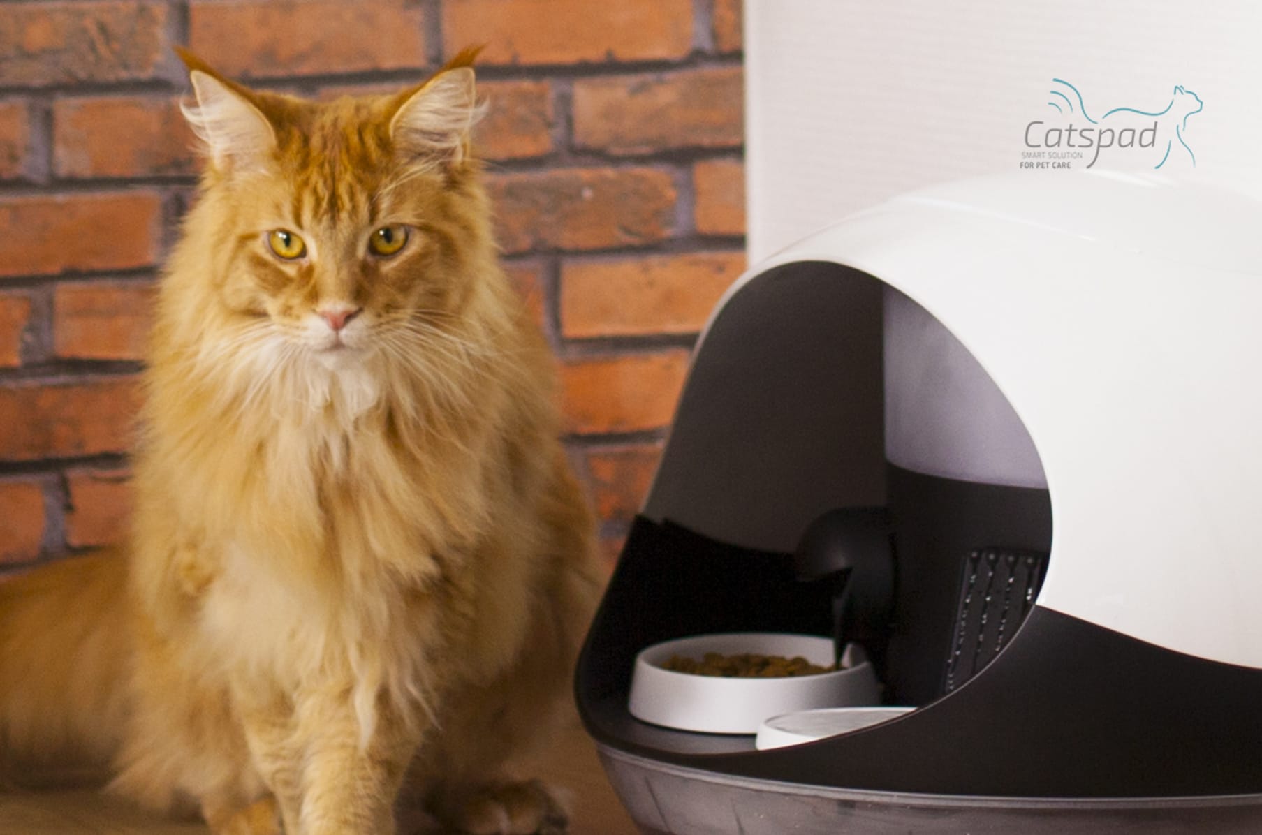 Catspad feeder sales