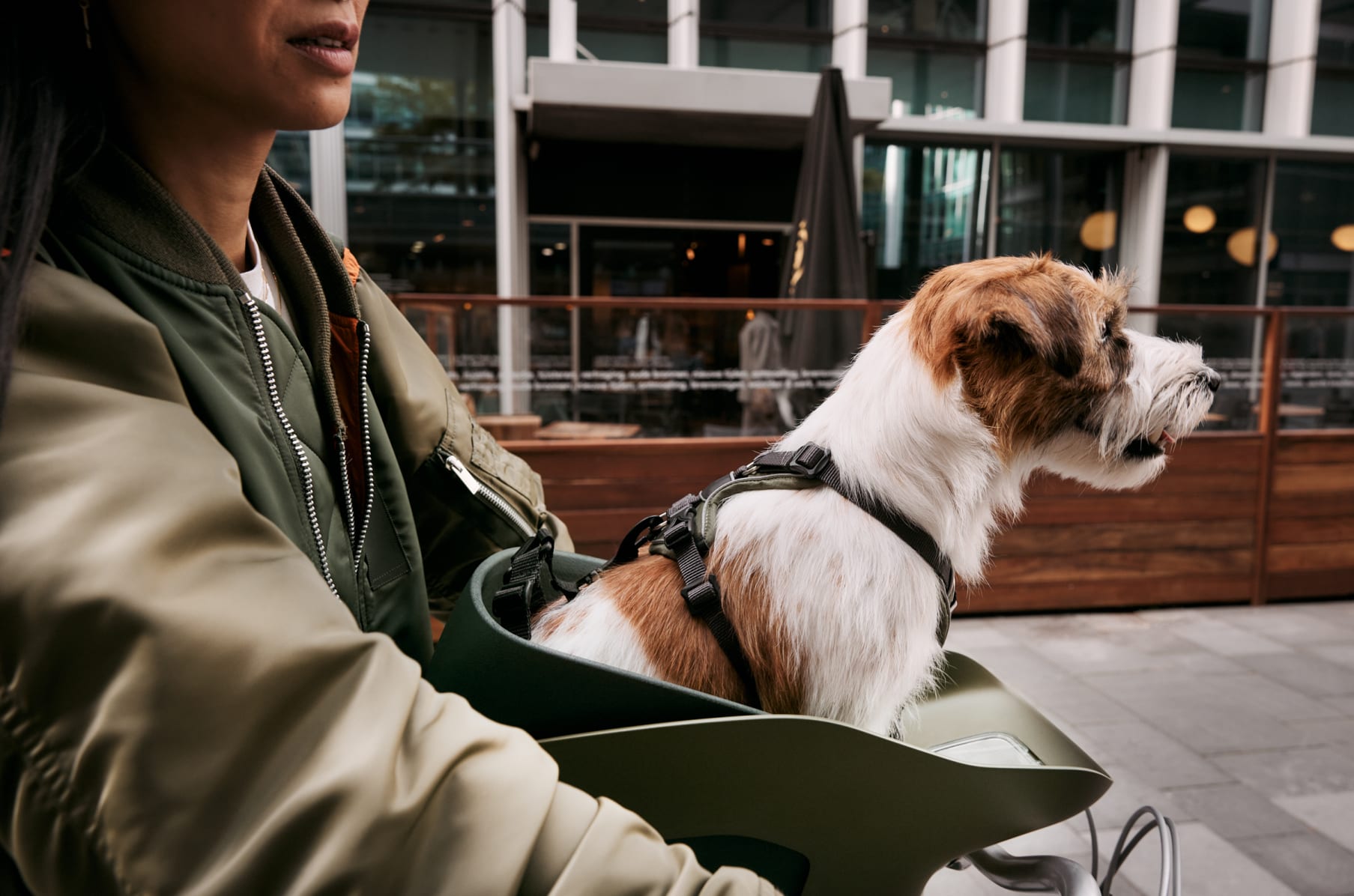 Pet hot sale bike seat