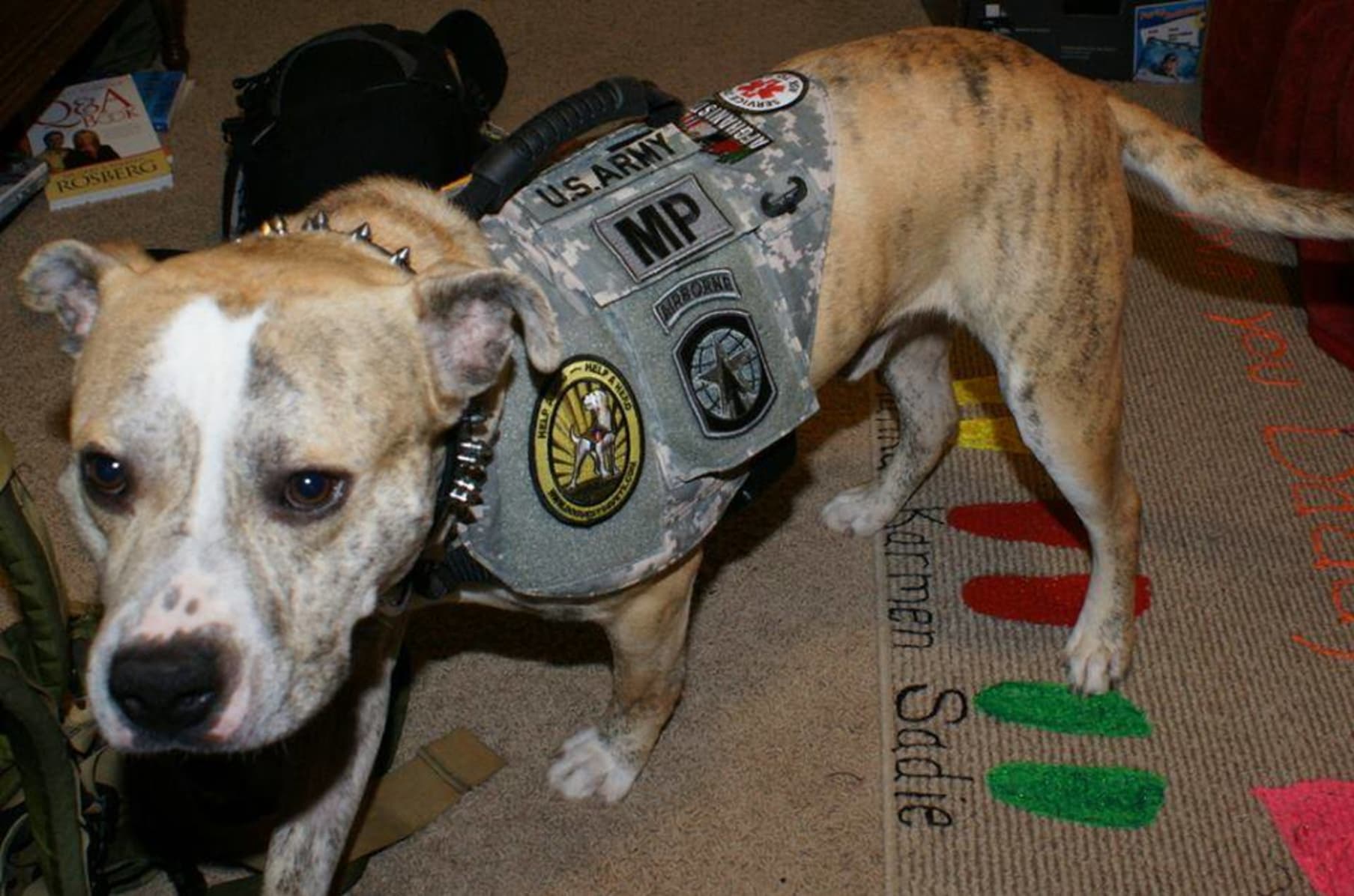 Custom made veteran service new arrivals dog vests