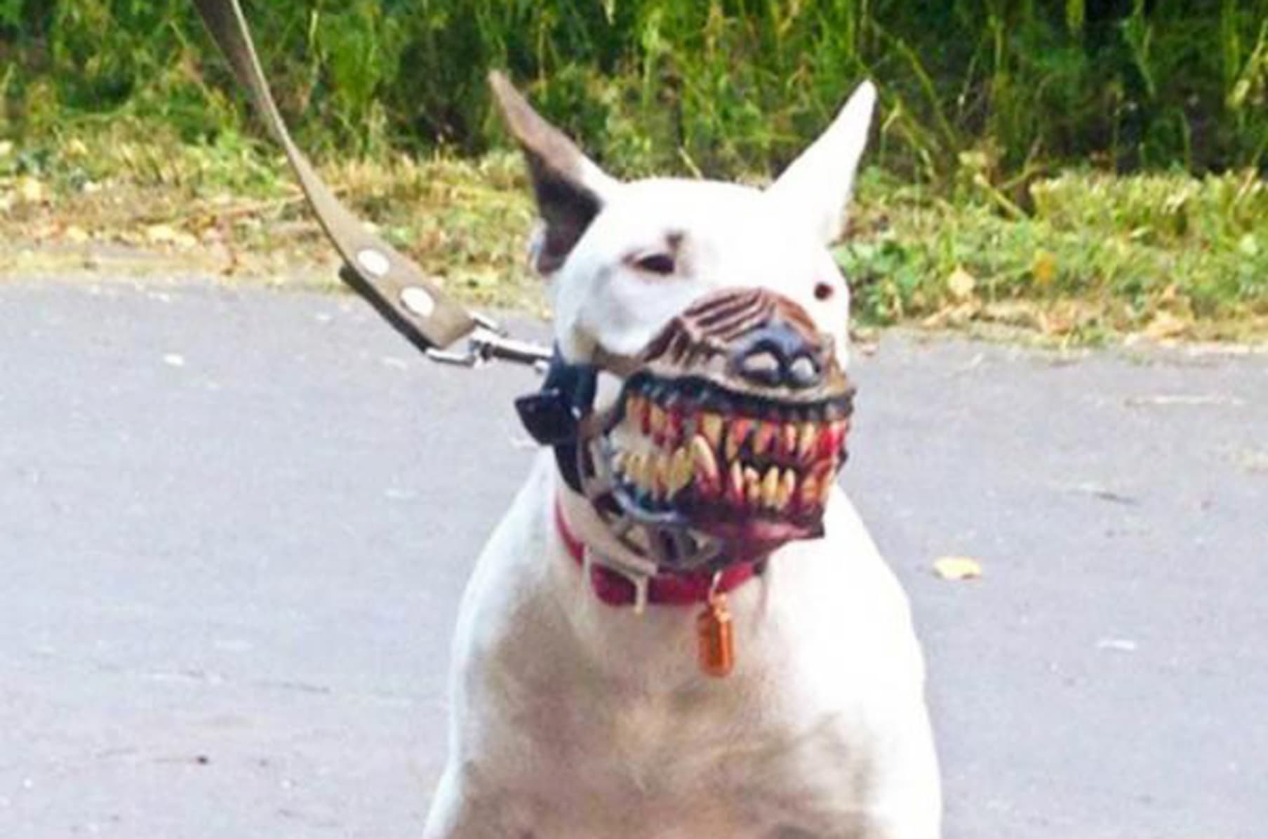 Bloody dog muzzle shop