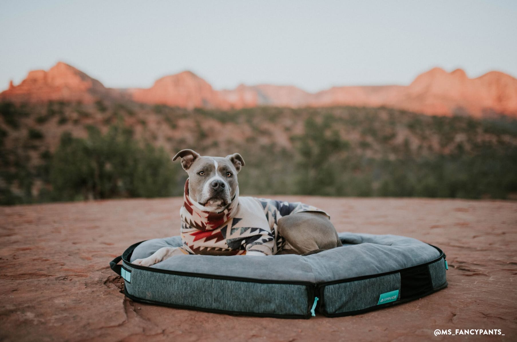 Folding travel dog bed online