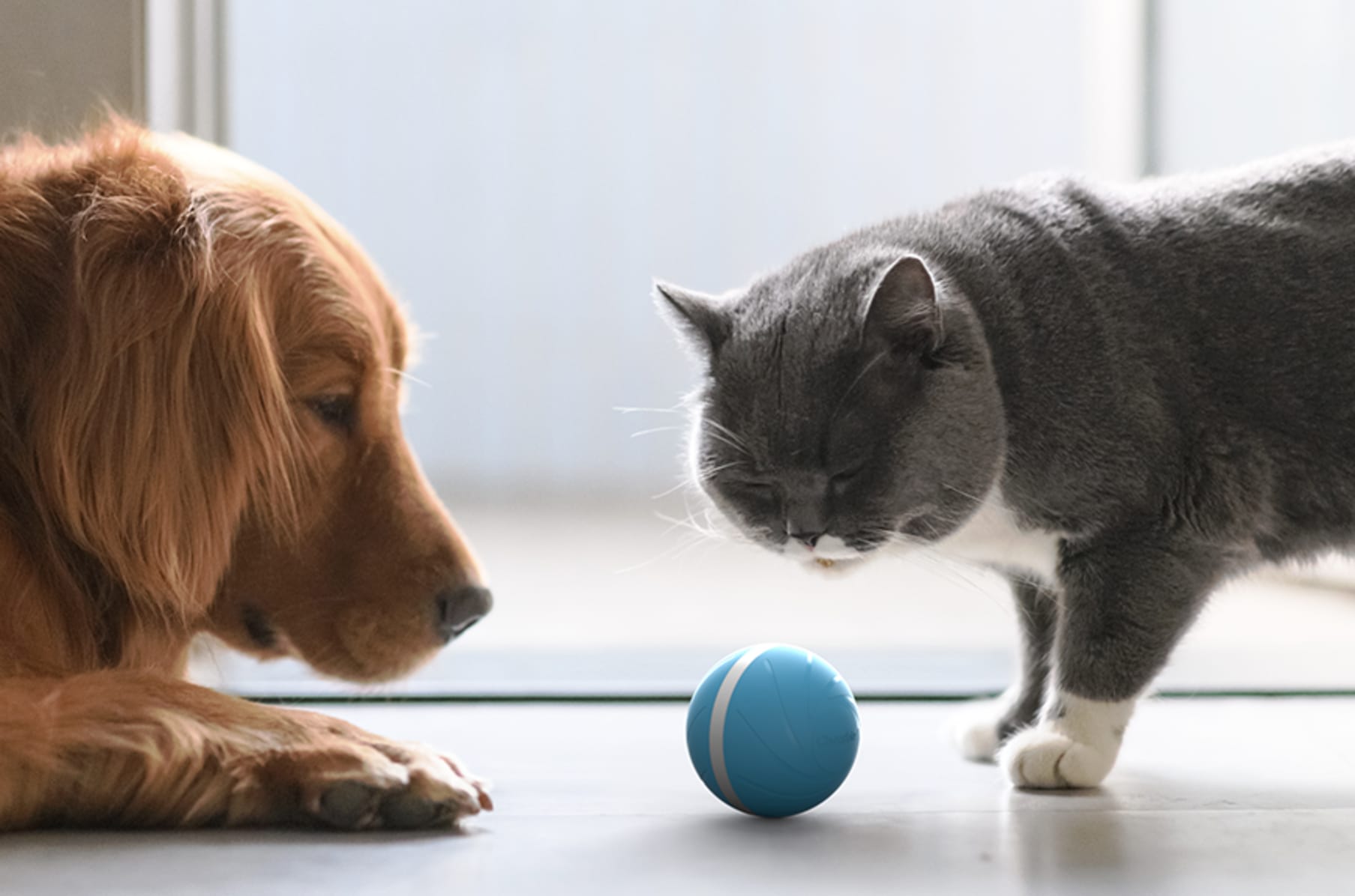 Cat dog balls best sale