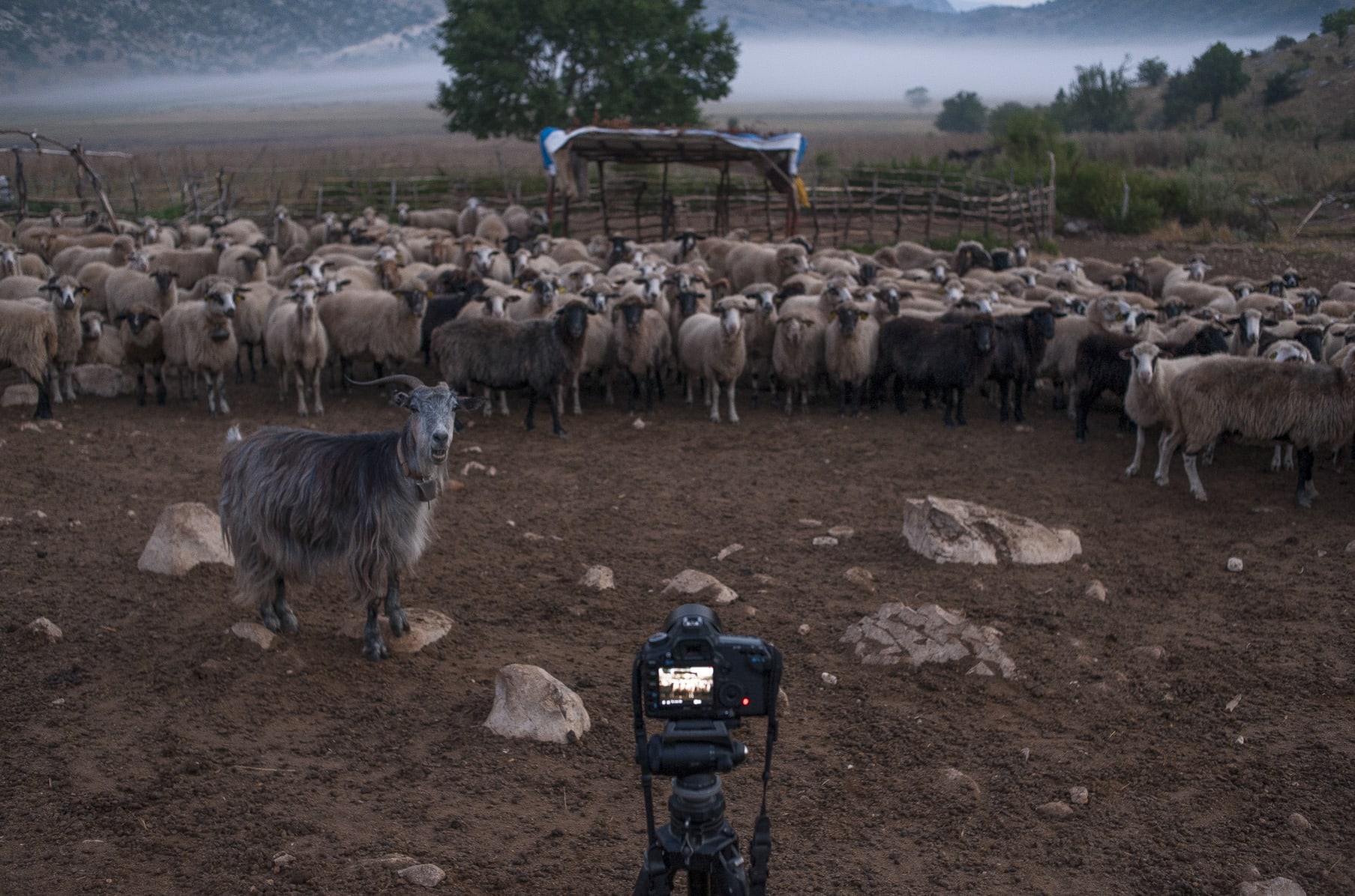 Last Transhumance a documentary film on shepherds Indiegogo