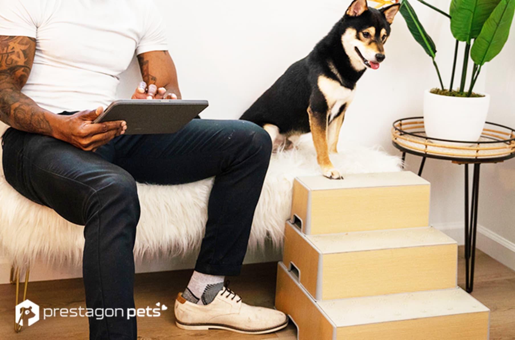 Indiegogo dog cheap ramp