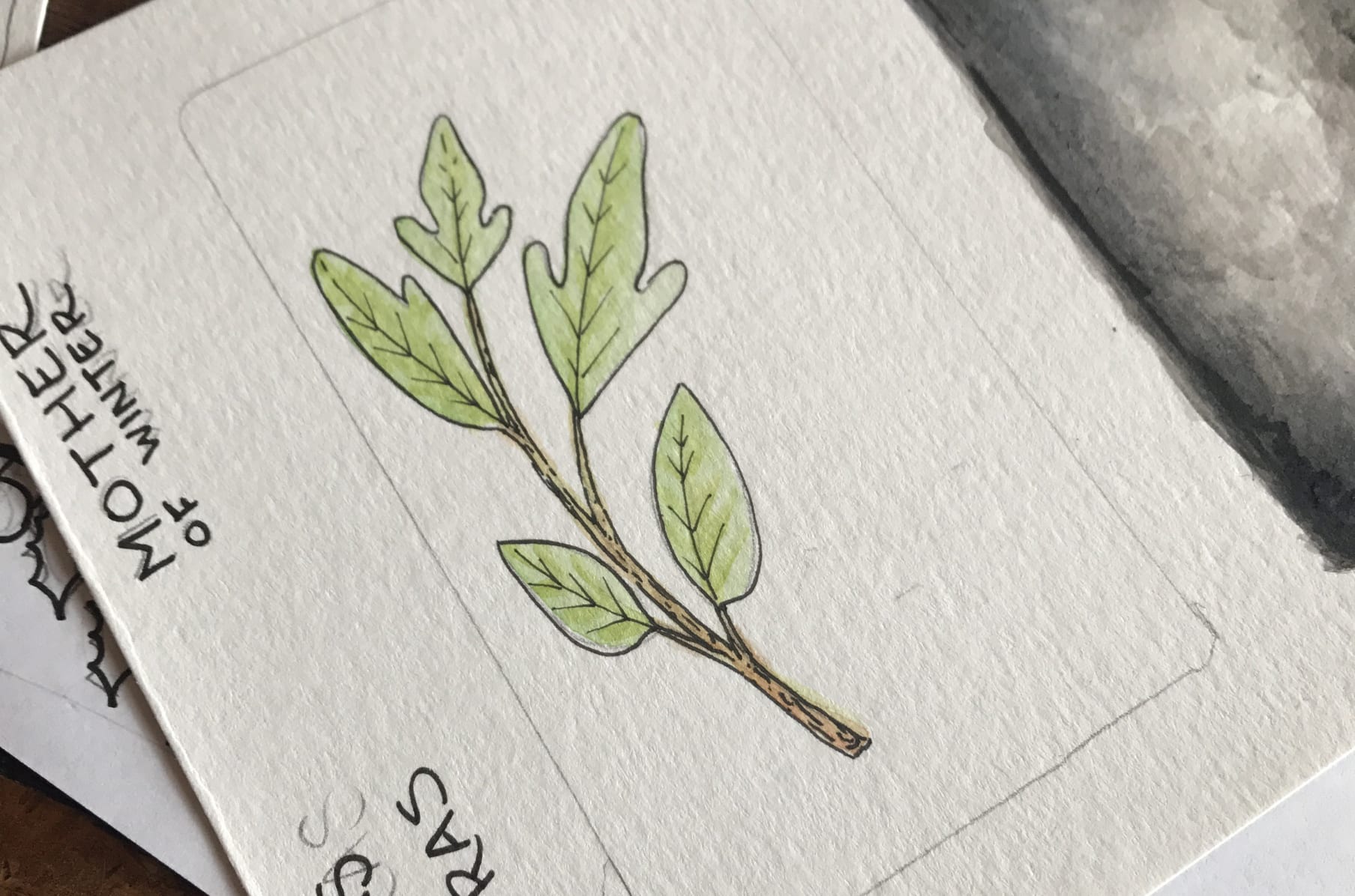 Tarot Of Plants Illustrated Edition Indiegogo