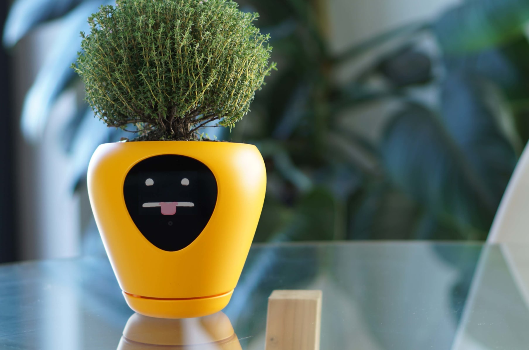 Lua, the planter with feelings! Indiegogo