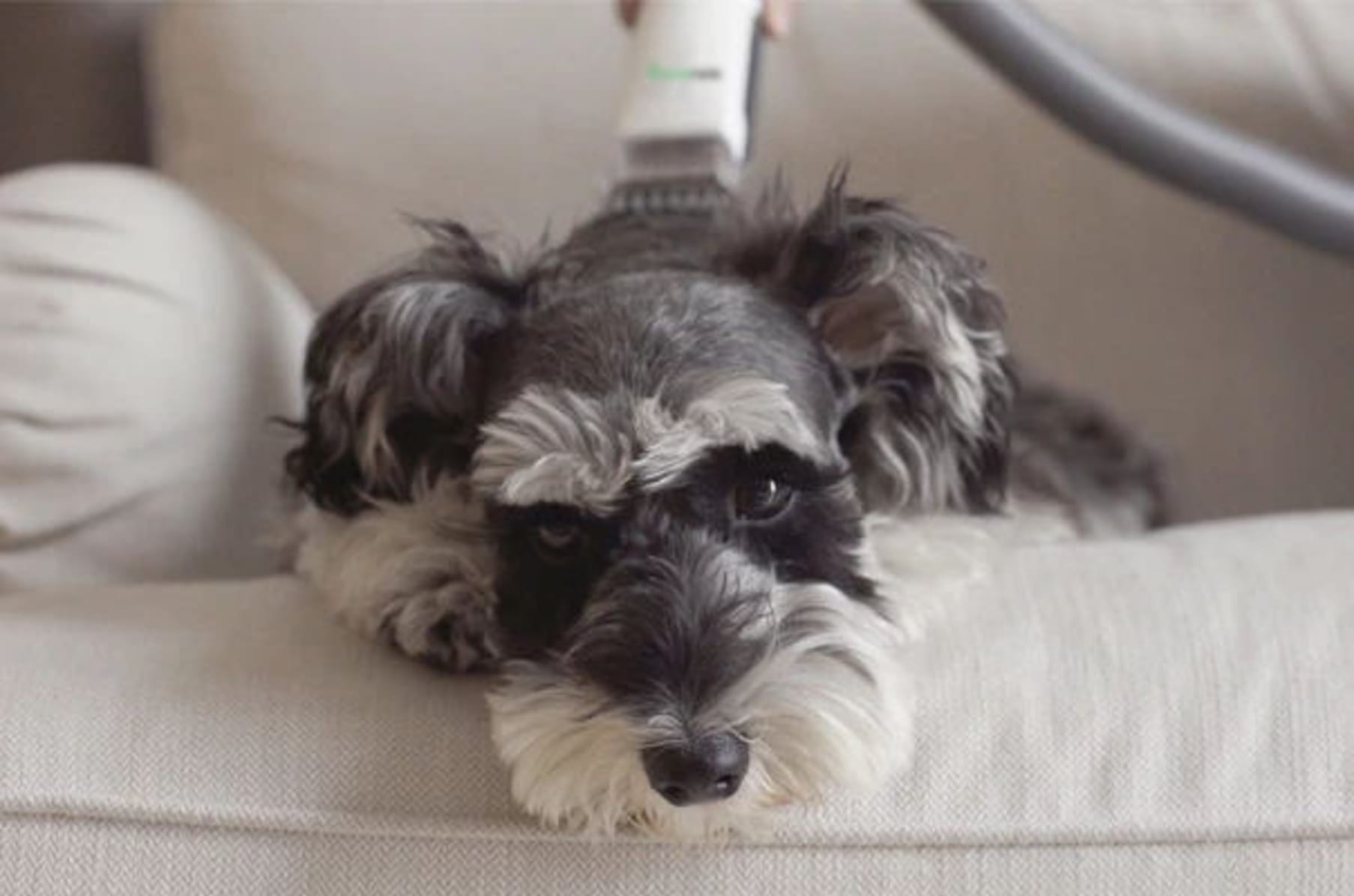 Groomrade Smart Mess Free Vacuum Dog Groomer Indiegogo