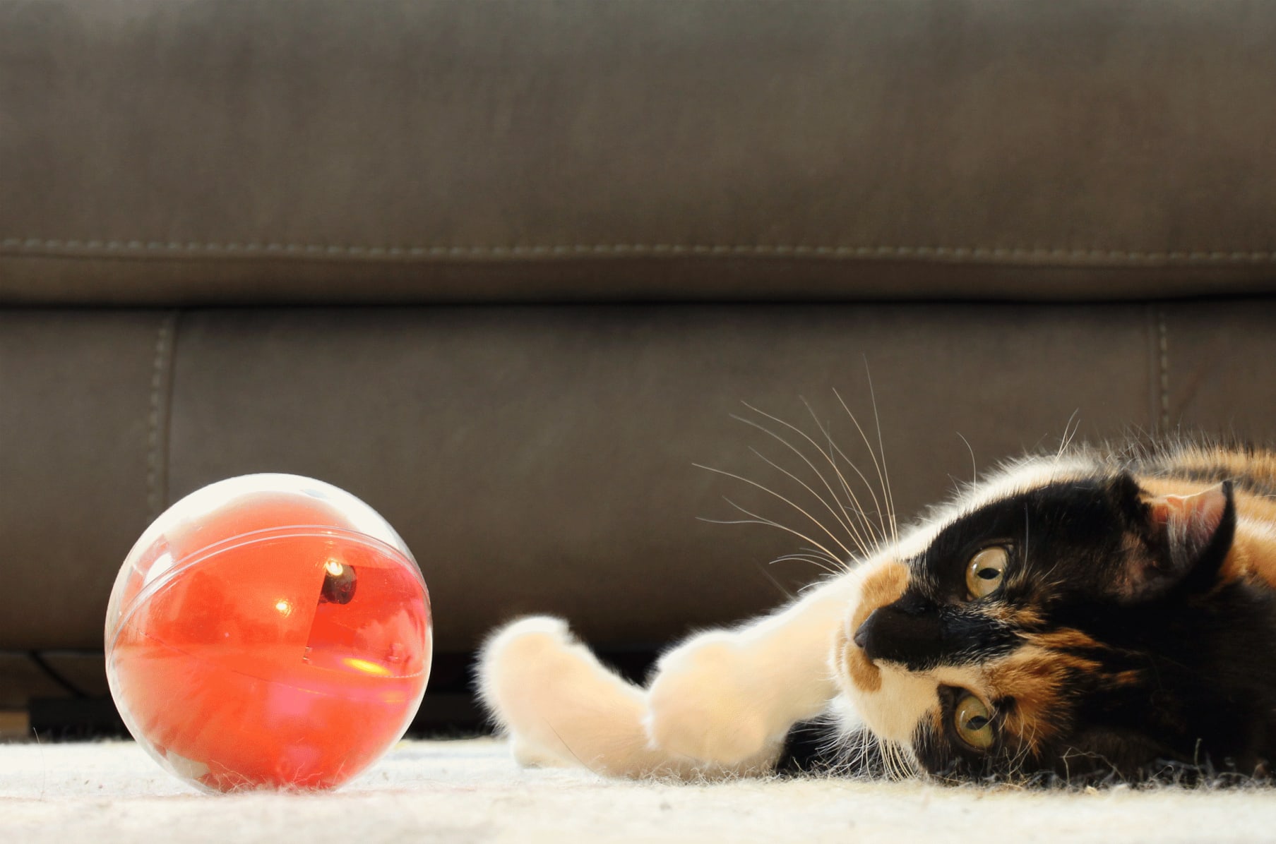 Pet camera on sale ball