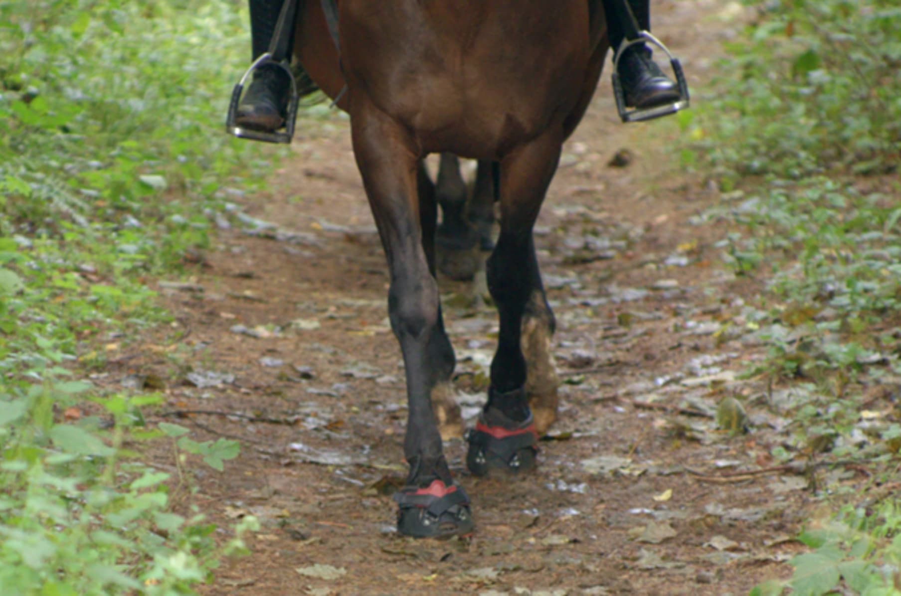 alpha horse boots Hufschuhe gr en verstellbar Indiegogo