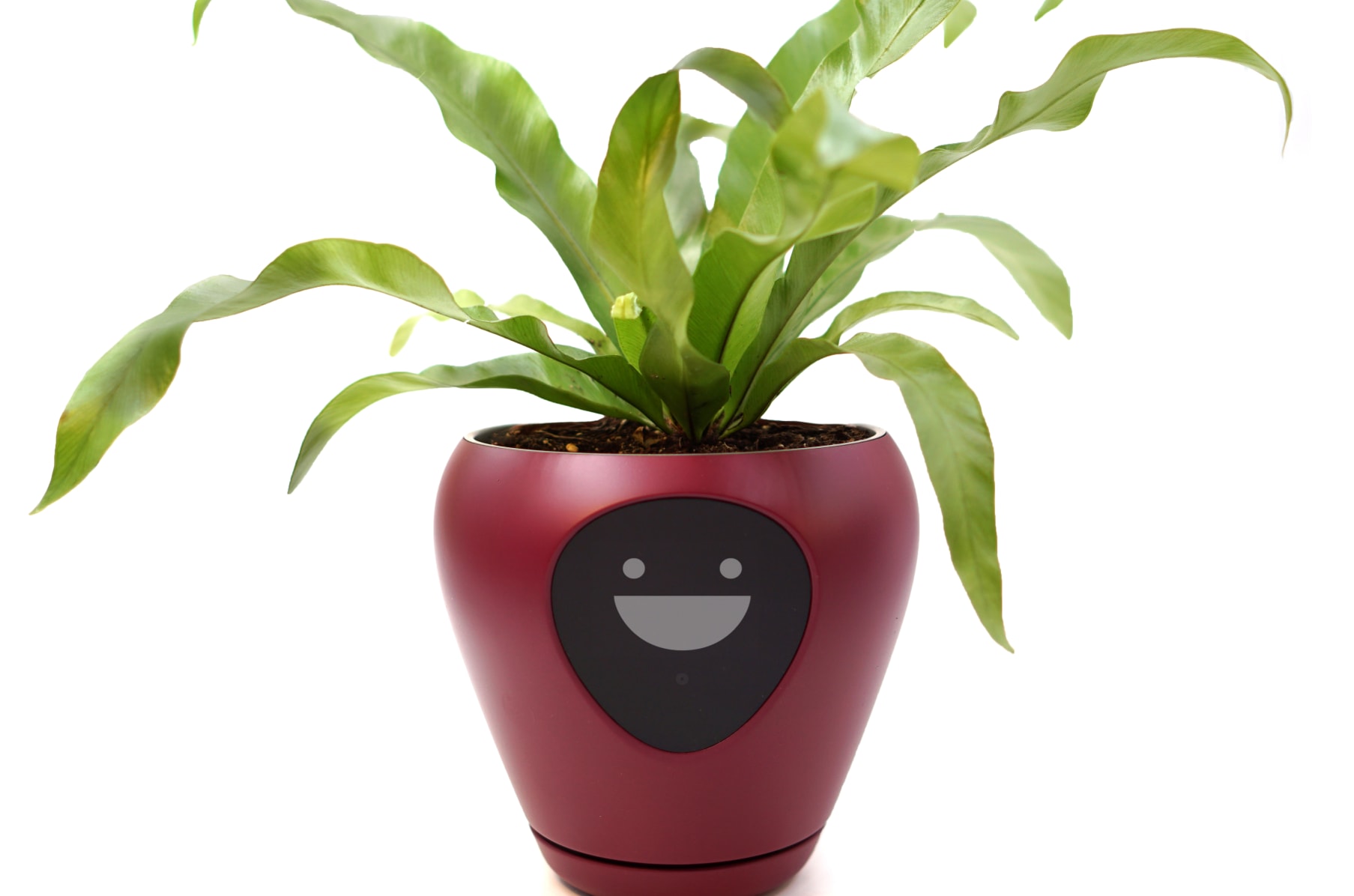 Lua the smart planter with feelings Indiegogo