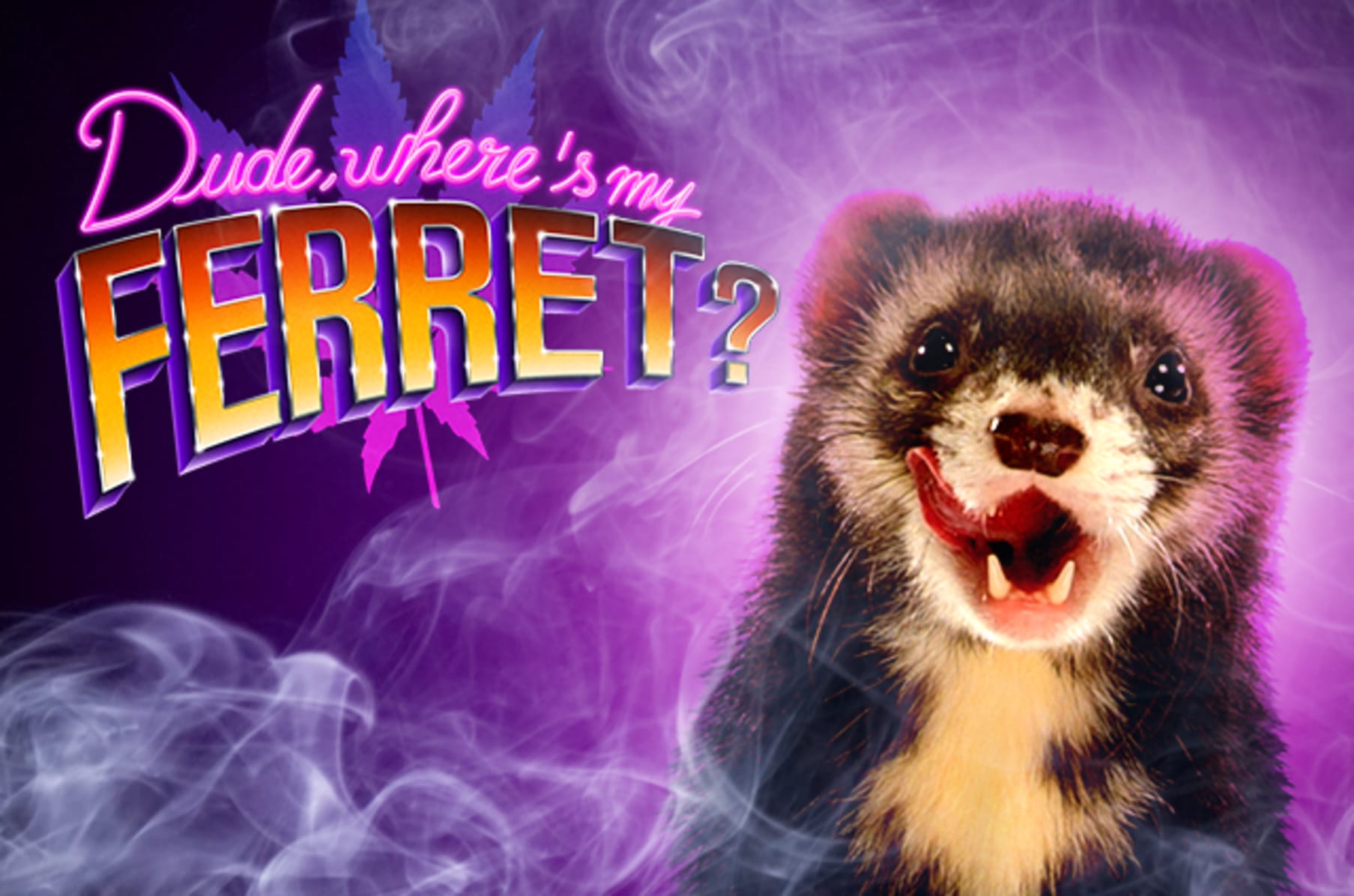 My ferret deals